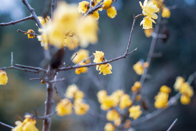 Close-up of yellow flowering plant