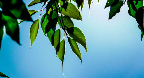 Low angle view of leaves against clear sky
