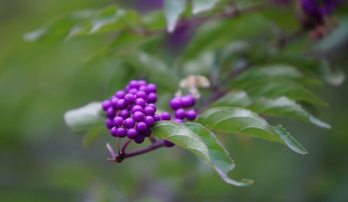 Close-up of plant