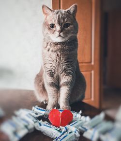 Close-up portrait of tabby cat at home