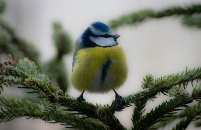 Close-up of bird perching on railing