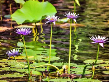 Close-up of purple flowers