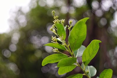 Close-up of fresh green plant