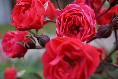 Close-up of red flowers blooming outdoors