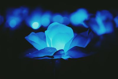 Close-up of blue flower at night