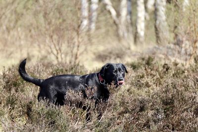 Black dog looking away on field