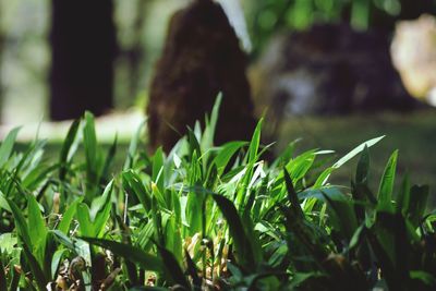 Plant growing in garden