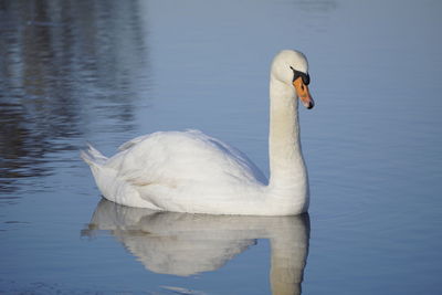 Swan swimming in lake