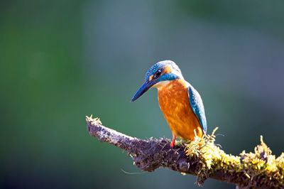 Close-up of kingfisher bird perching on branch