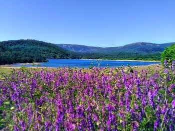 Purple flowering plants on land against blue sky