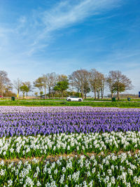 Flowering plants on field against sky
