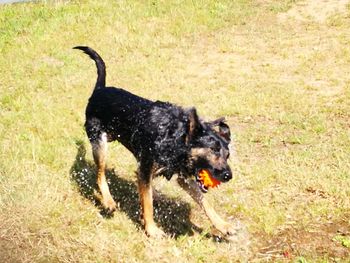 Dog playing in grass