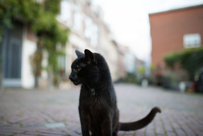 Close-up of dog sitting on street