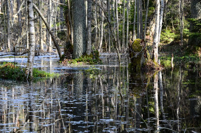 Reflection of trees in water