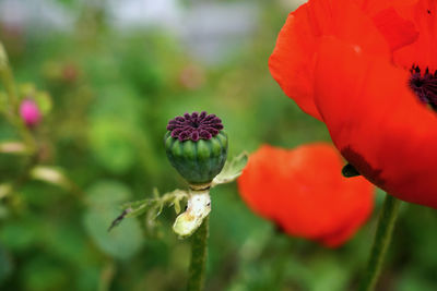 Close-up of red flowering plant