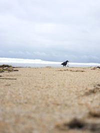 View of birds on beach against sky