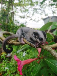 animal