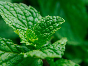 mint leaves