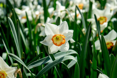 Close-up of white flowering plant in field