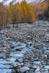 Scenic view of stream in forest during autumn
