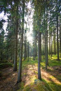 Trees in forest