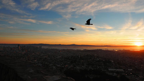 Silhouette bird flying over city against sky during sunset