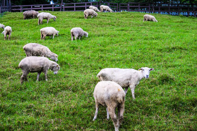 Sheep grazing in farm