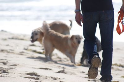 Low section of man with dog walking on beach