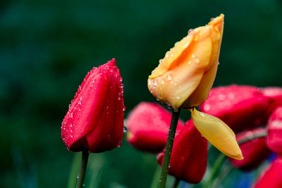 Close-up of wet red flowers blooming outdoors