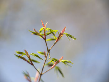 Close-up of plant