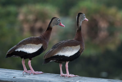 Close-up of birds perching on wood