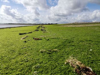 Scenic view of green field against sky