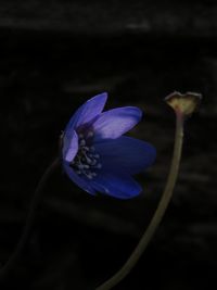 Close-up of purple flower against black background