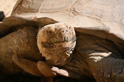 Close-up of a turtle