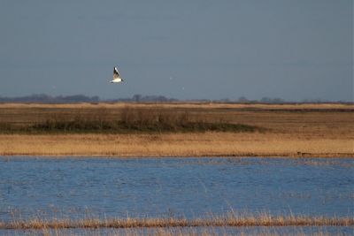 Bird flying over field against sky