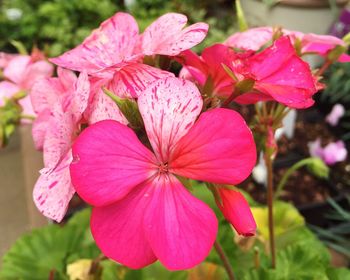 Close-up of pink flowers