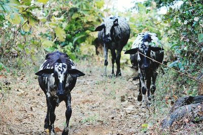 Cows on field