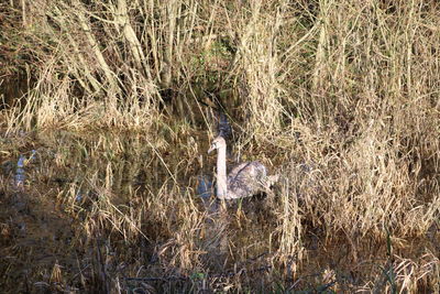 View of lizard