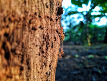 Close-up of insect on tree trunk