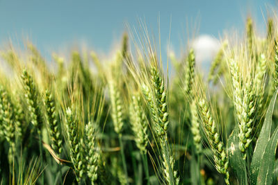 Close-up of wheat growing on field against sky