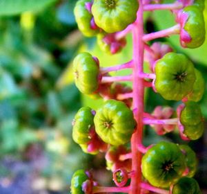 Close-up of plant