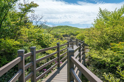 Empty wooden walkway amidst trees at hallasan national park