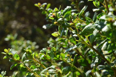 Close-up of green leaves