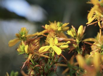 Close-up of yellow flowering plant leaves