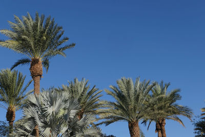 View of palm tree against clear blue sky