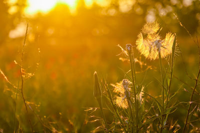 Close-up of yellow flowering plant on field