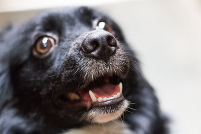 Close-up portrait of dog