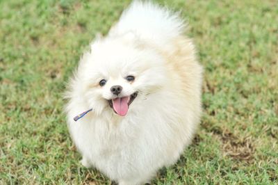 Portrait of small cute white dog on field