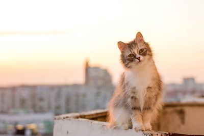 Portrait of cat on retaining wall against sky during sunset