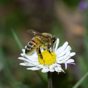 Close-up of bee pollinating on flower